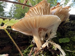 Megacollybia