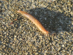 Gastropoda