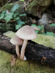 Coprinopsis melanthina