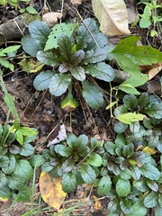 Ajuga