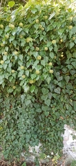 Hedera helix