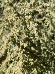 Atriplex lentiformis