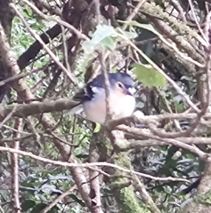 Fringilla coelebs canariensis