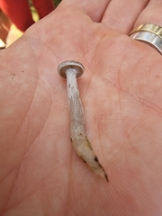 Cantharellula umbonata