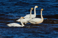 Cygnus columbianus bewickii