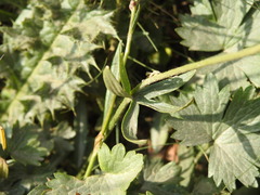 Ranunculus serpens