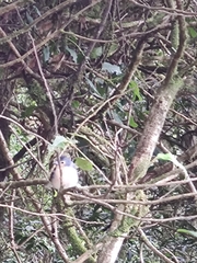 Fringilla coelebs canariensis