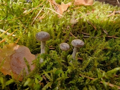 Cantharellula umbonata