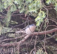 Fringilla coelebs canariensis