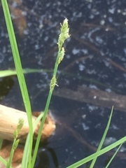Carex canescens