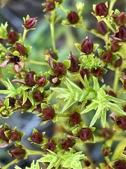 Hypericum cistifolium
