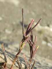 Cardamine bellidifolia