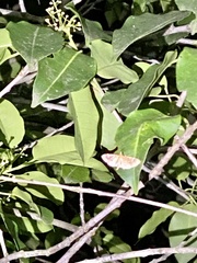 Cotachena alysoni