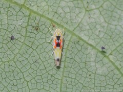 Erythroneura octonotata