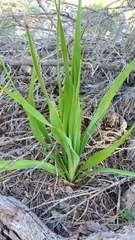 Yucca rupicola