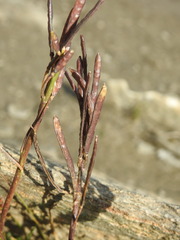 Cardamine bellidifolia