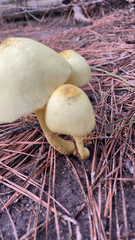 Leucocoprinus flavescens