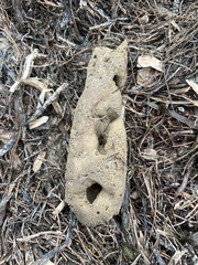 Callyspongia aculeata