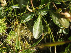 Cardamine bellidifolia