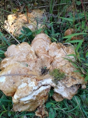 Climacocystis borealis