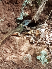 Gallotia galloti