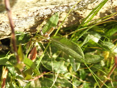 Cardamine bellidifolia