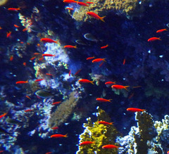 Pseudanthias squamipinnis