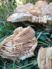 Climacocystis borealis