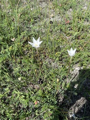Zephyranthes chlorosolen