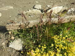 Cardamine bellidifolia