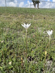Zephyranthes chlorosolen