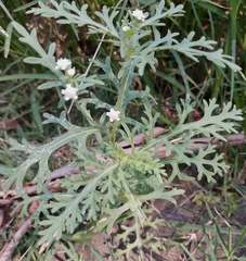 Parthenium