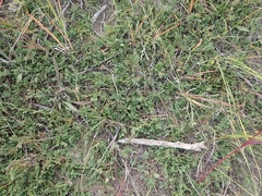 Juniperus horizontalis