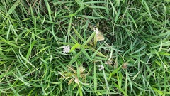 Daucus