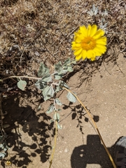 Encelia actoni
