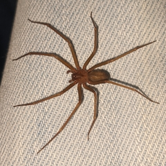 Loxosceles rufescens