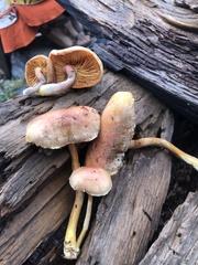 Gymnopilus subpurpuratus