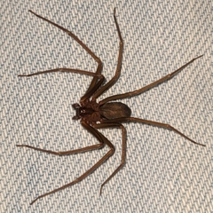 Loxosceles rufescens