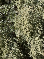 Atriplex lentiformis