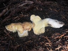Albatrellus