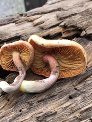 Gymnopilus subpurpuratus