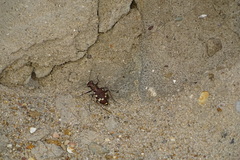 Cicindela hybrida