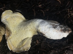 Albatrellus