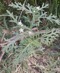 Parthenium