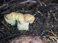 Albatrellus