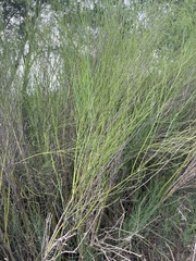 Chloracantha spinosa