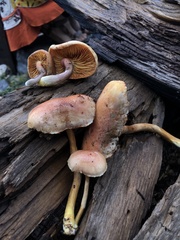 Gymnopilus subpurpuratus
