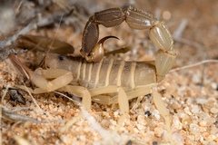 Parabuthus granulatus