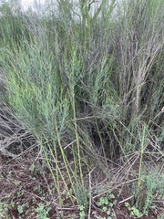 Chloracantha spinosa