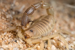 Parabuthus granulatus